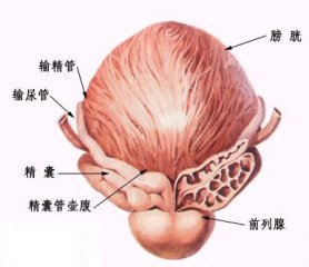 前列腺囊肿病人症状有哪些